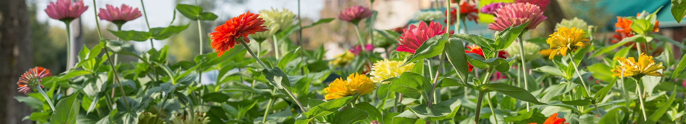 Flowers in Downtown Traffic Circle