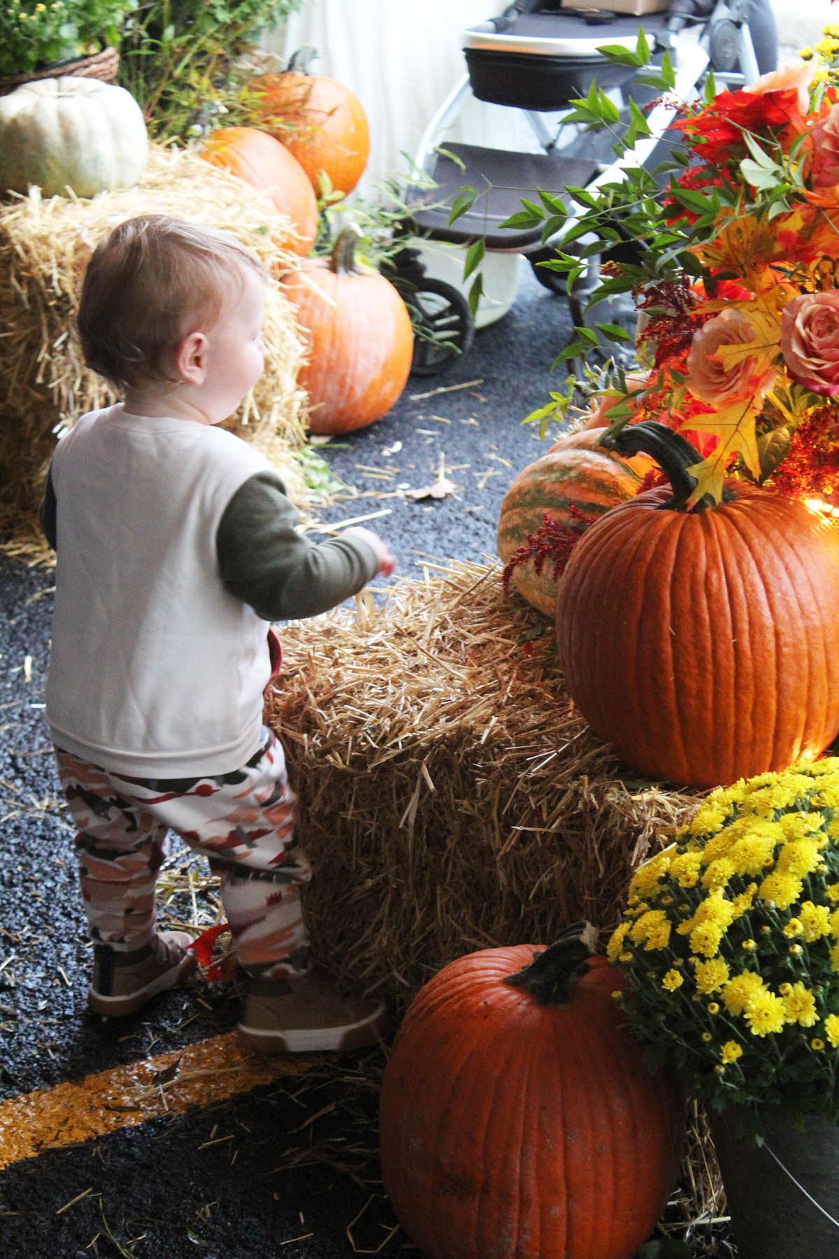 toddler walks around pumpkins