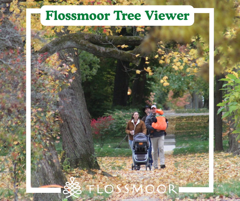 A family walks down a sidewalk lined with colorful fall trees